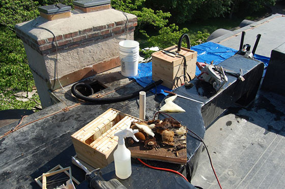 Honey Bee removal from rooftop