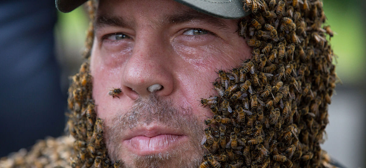 Don Shump bee beard