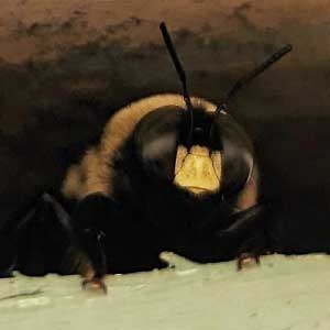 Carpenter Bee