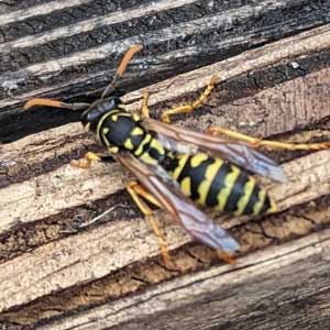 European Paper Wasp