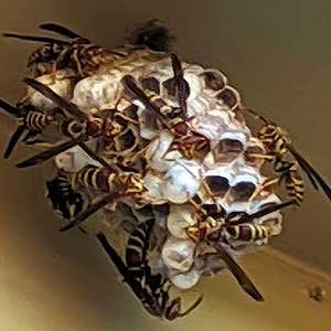 Common Paper Wasp